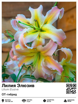 Лилия Элюзив (ОТ-гибрид)