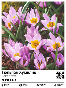 Тюльпан Хумилис (Карликовый)
