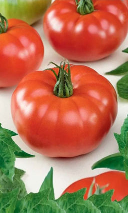 Томат ПОДАРОЧНЫЙ  Красивые, крупные, изумительного вкуса томаты! Не растрескивается! Хорошо завязывает плоды!