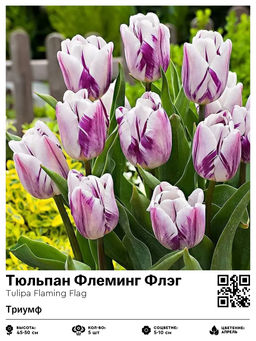 Тюльпан Flaming Flag (Триумф) - Голландские луковицы фото 2
