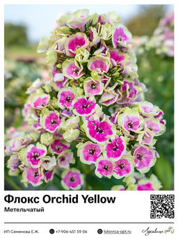 Флокс Orchid Yellow (Метельчатый)
