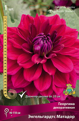Георгина декоративная Энгельгардтс Матадор