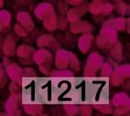 DOLPHIN LOOP HIMALAYA  фото 14