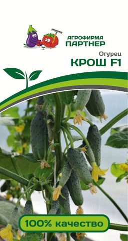 Огурец партенокарпический Крош