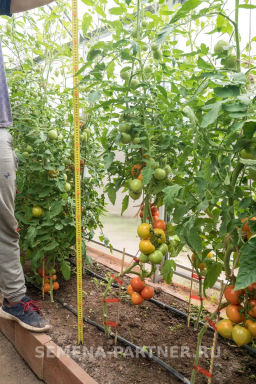 Томат Золотая Канарейка - Партнер фото 7
