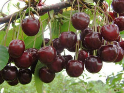 Вишня Чернокорка