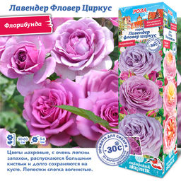 Роза Лавендер Фловер Циркус (Флорибунда) 1шт