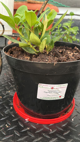 Рододендрон Поларнахт