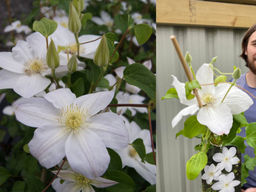 Клематис Шираюкихиме - Долина роз фото 4