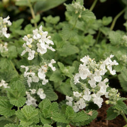 Котовник Фассена Сноуфлейк - Долина роз фото 3