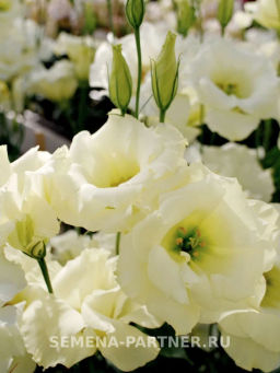 Эустома срезочная махровая желтая Мадам Ноулз - Партнер фото 4