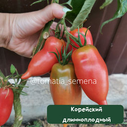 Корейский длинноплодный - Tomatia фото 2