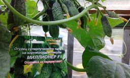 Огурец МИЛЛИОНЕР F1  Не перерастает! На пикули и корнишоны - Уральский дачник фото 2