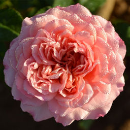 R332 МОНИК БУИНГ