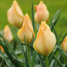 Тюльпан Брайт Гем