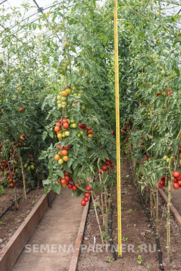 Томат Черри Кокта - Партнер фото 7