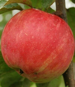 Яблоня Услада (саженец с этикеткой) 1шт