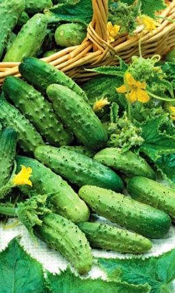 Огурец ЗАДАВАКА F1  Пучковый! Теневыносливый! Плодоносит до заморозков! Для зон рискованного земледелия!