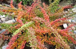 Барбарис тунберга Грин Карпет