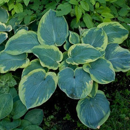 Хоста Maple Leaf (Зибольда) - Голландские луковицы фото 5