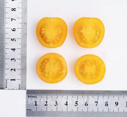 Томат Черри Краски - Партнер фото 4