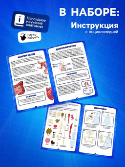 Набор для опытов по анатомии Строение тела, светится в темноте, с мягкими органами - Эврики фото 3