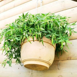 Ампельный Карликовый Горшечный Острый Перчик