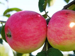 Яблоня Украинская ранняя