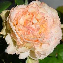 R539 ЧАРМИНГ ФЛОУ