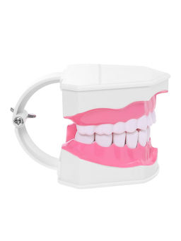 Набор для опытов Анатомия, челюсть человека - Эврики фото 22