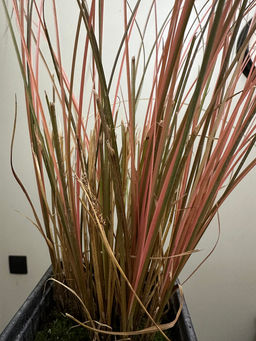 Осока Милк Чоколейт