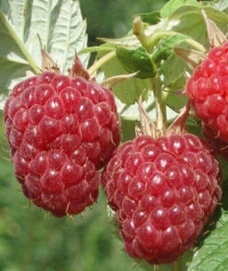 Малина Бальзам традиционная (коробка) 1шт