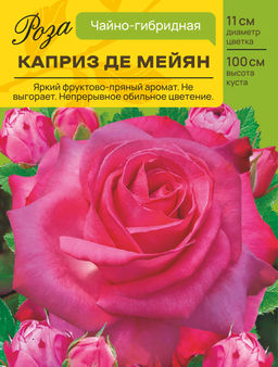 Роза Каприз де Мейян (Чайно-гибридная) С ЦВ.НАКЛЕЙКОЙ 1шт