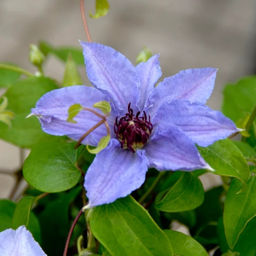 Клематис Вильям Кеннет - Долина роз фото 4