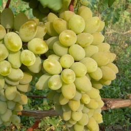 Виноград Тимур (коробка) 1шт