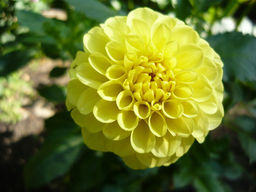 ГЕОРГИНА Голден Тач Разбор I Кол-во упак., шт 1