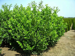 Лавровишня обыкновенная кавказская - Долина роз фото 5