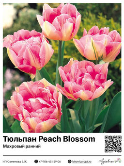 Тюльпан Peach Blossom (Махровый ранний)