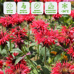 Монарда (бергамот) красная