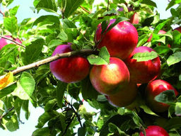 Яблоня Прима - Долина роз фото 3