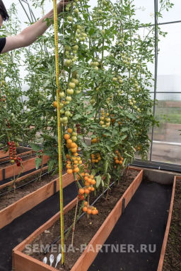 Томат Черри Златояр - Партнер фото 5