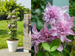 Клематис Мульти Пинк