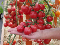 Томат Принцесса - Партнер фото 3