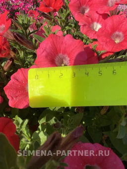Петуния МиМи Стефания каскадная лососева-красная - Партнер фото 3