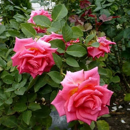 R563 ШОК ВЕРСИЛИЯ