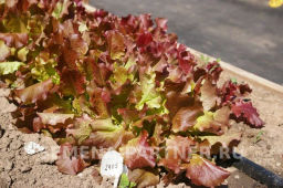 Салат листовой Роселла - Партнер фото 6