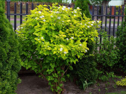 Пузыреплодник калинолистный Дартс Голд - Долина роз фото 3