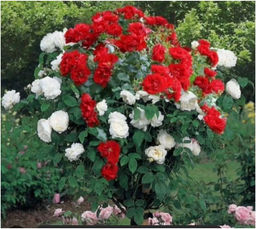 Штамб 2 сорта