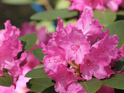 Рододендрон Lumina (Люмина) - Долина роз фото 8