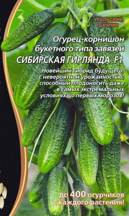 Огурец СИБИРСКАЯ ГИРЛЯНДА F1  Уникальный! Новейший гибрид с невероятной урожайностью! Плодоносит до морозов! До 400 огурчиков с куста!